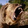 Grizzly